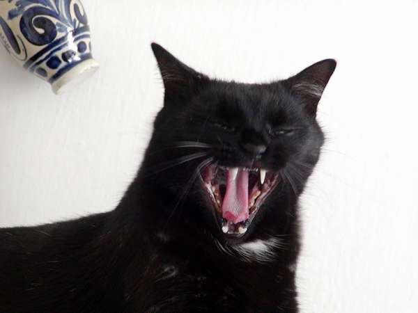 ziiiiiv ! to jsem unaven !